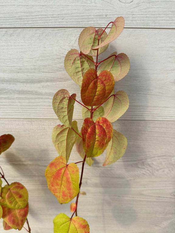 Feuilles d Arbre de Katsura (Cerciciphyllum japonicum)