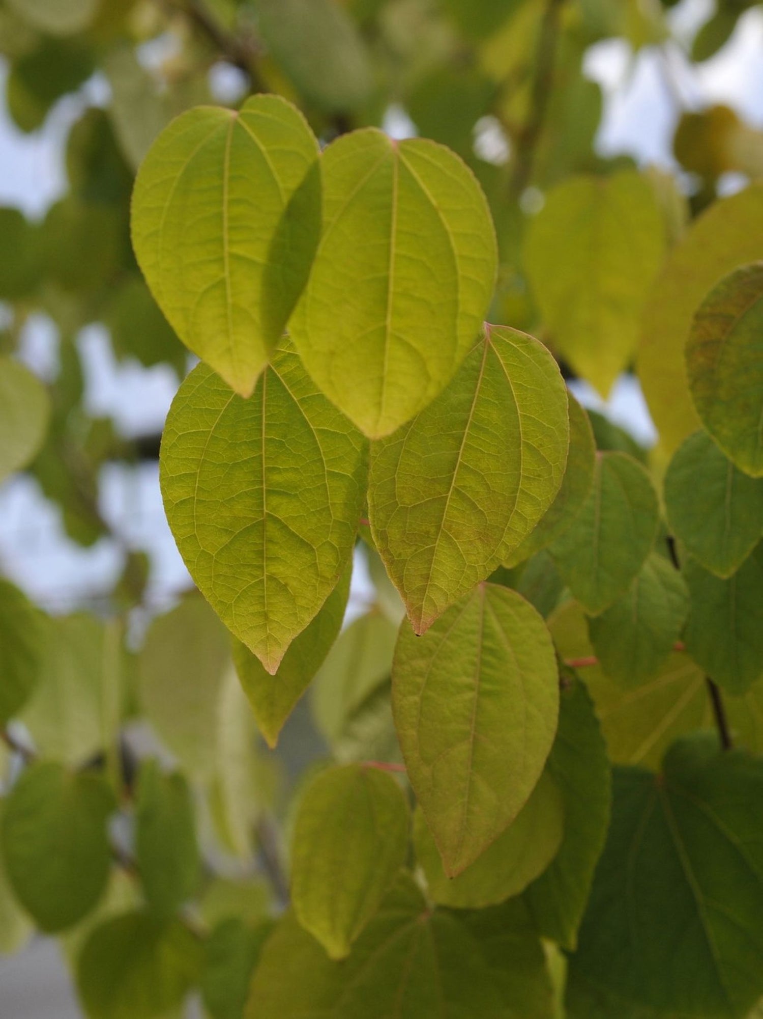 Feuilles de l Arbre de Katsura (Cercidiphyllum japonicum)