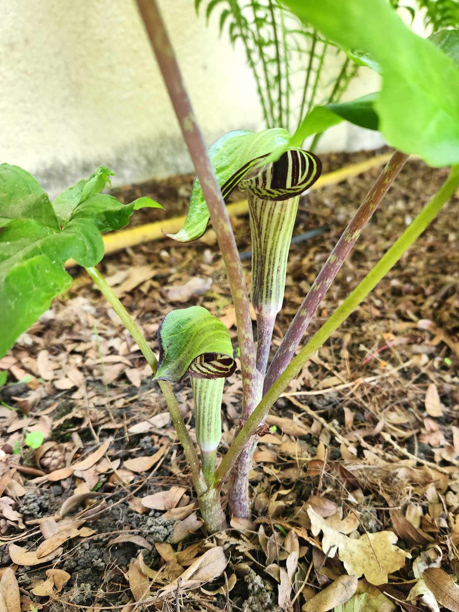 Ariseme Petit-precheur ou Arisaema triphyllum Fleurs