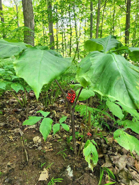 Ariseme Petit-Precheur ou Arisaema triphyllum Fruits