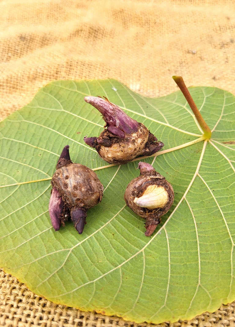 Ariseme Petit-Precheur ou Arisaema triphyllum Cormes