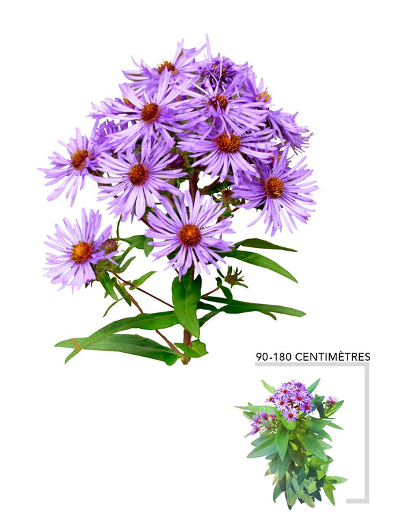 Aster de la Nouvelle Angleterre (Symphyotrichum_novae-angliae)