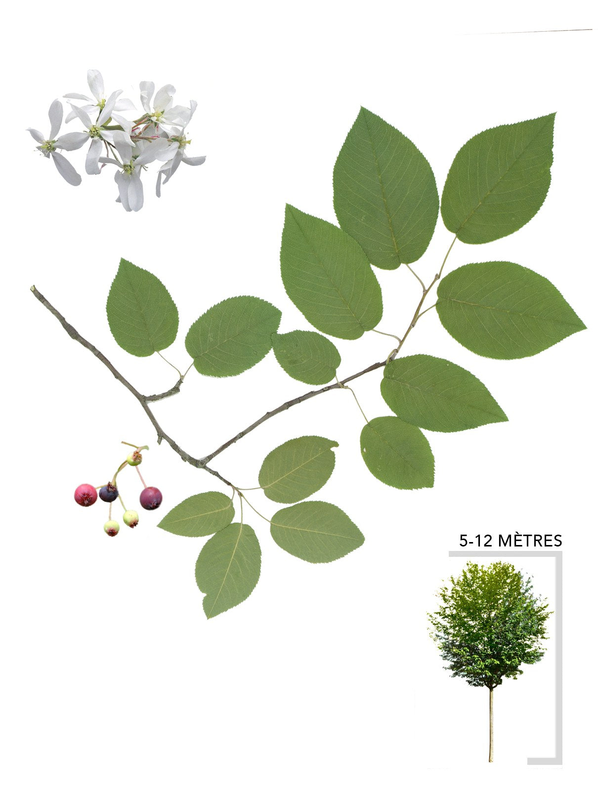 Illsutration d'un arbre Amélanchier arborescent