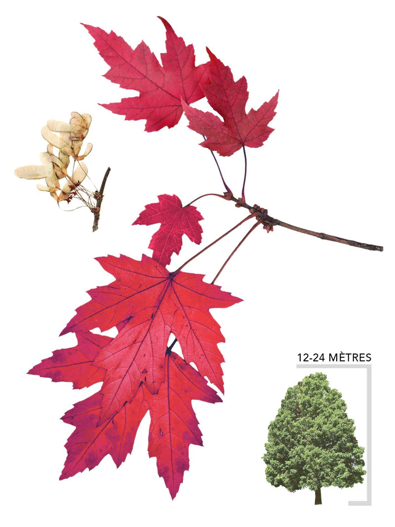 illustration d'un arbre érable de freeman