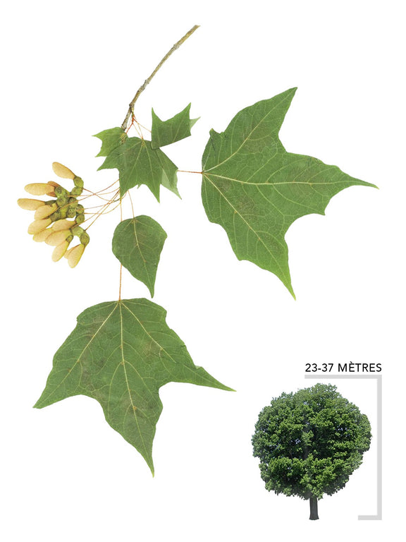 Illustration d'un arbre Érable noir