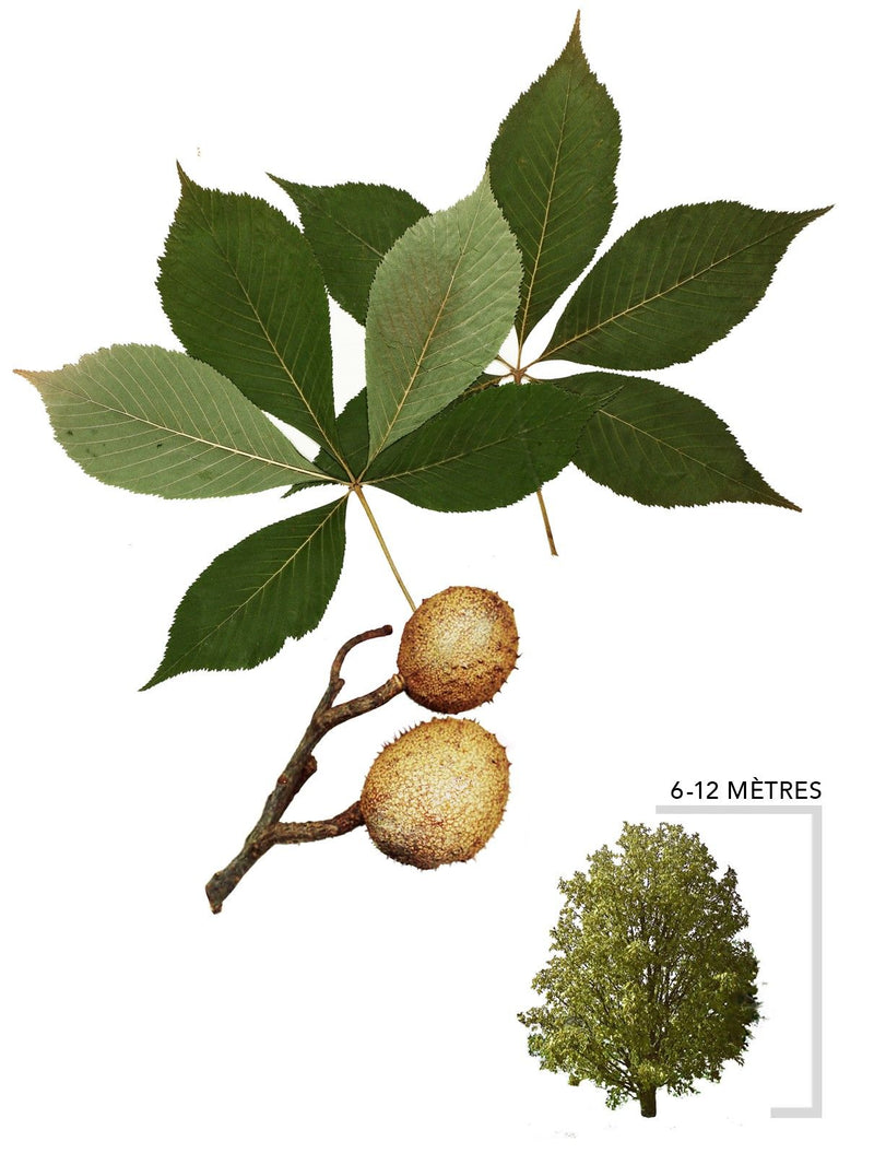 Illsutration d'un arbre maronnier glabre