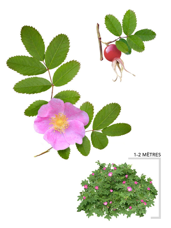 Illustration plant arbuste rosier inerme