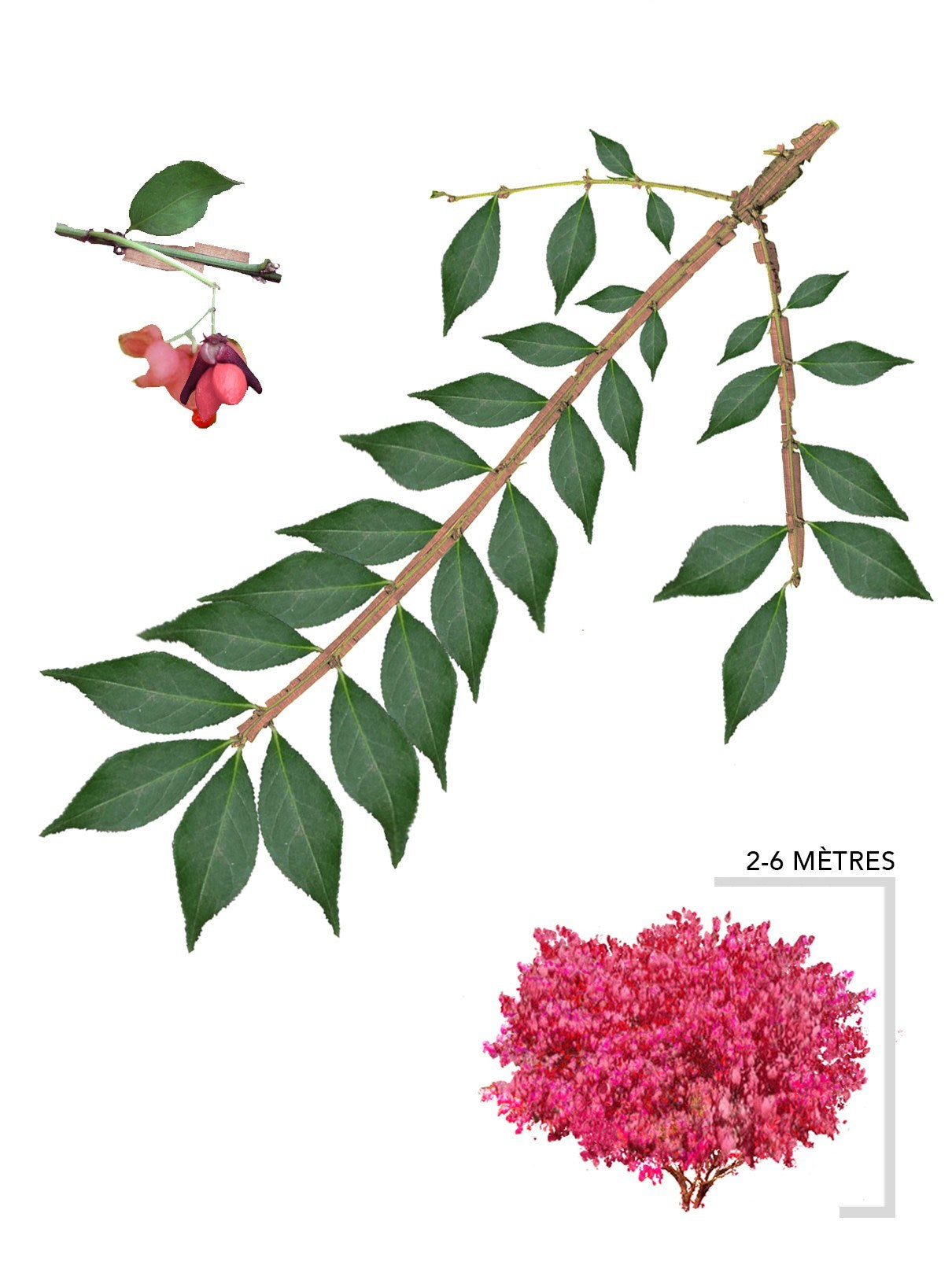 Illustration Arbsute Fusain Ailé