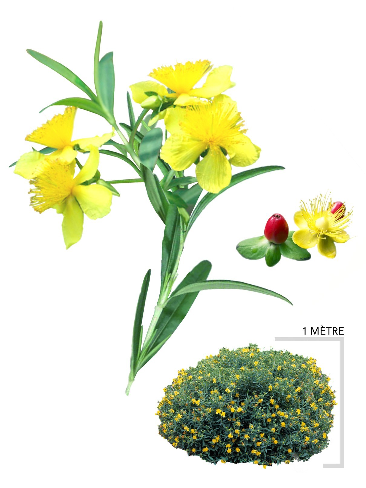 Illustration Arbsute Millepertuis de Kalm