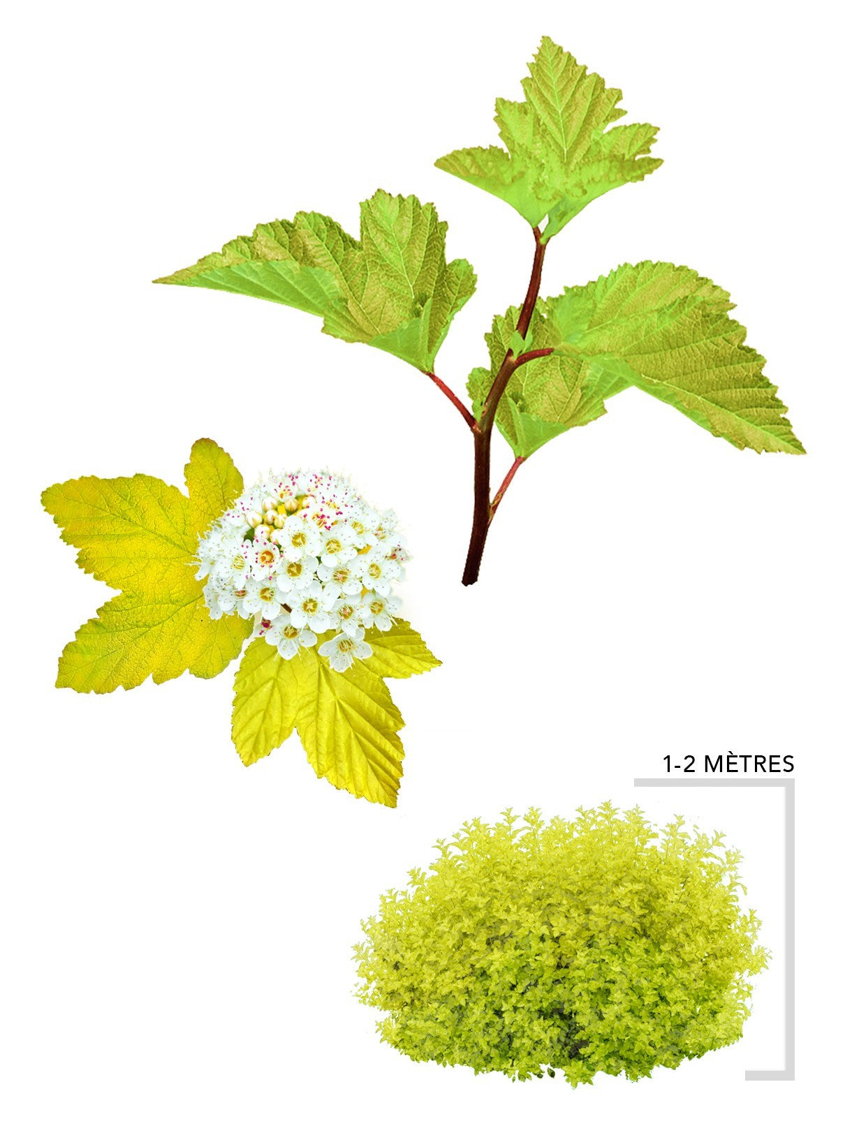 Illustration d'un Plant d'Arbuste de Physocarpe Dart's Gold