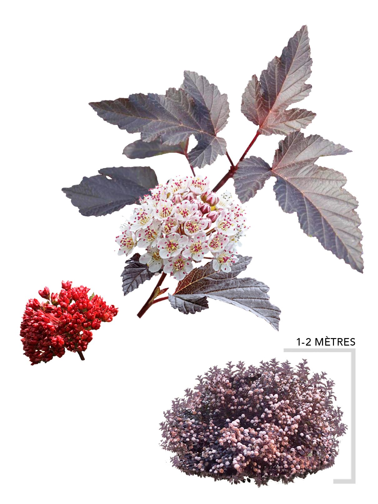 Illustration d'un plant d'arbuste Physocarpe Diabolo