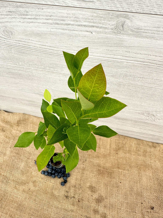 Bleuet en corymbe ou Vaccinium corymbosum feuillage