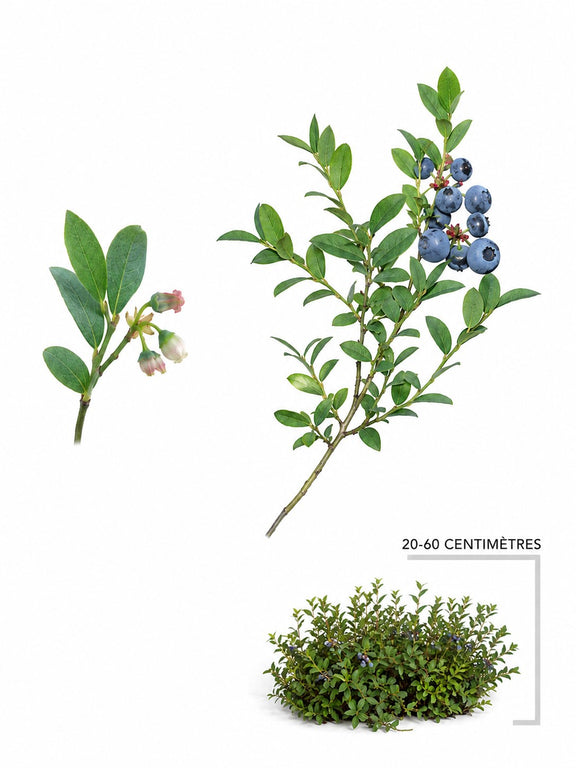 Bleuet fausse=myrtille (Vaccinium myrtilloides)