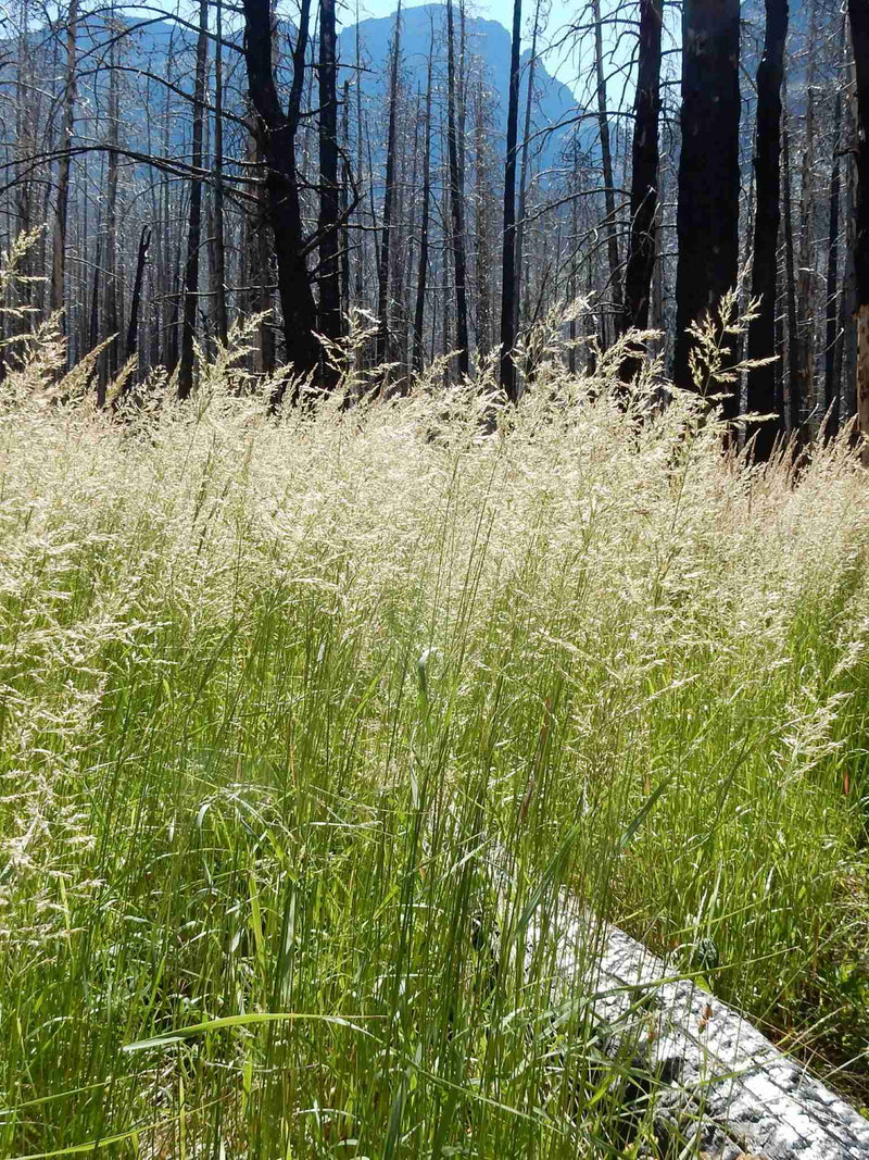 Calamagrostide du Canada (Calamagrostis canadensis)