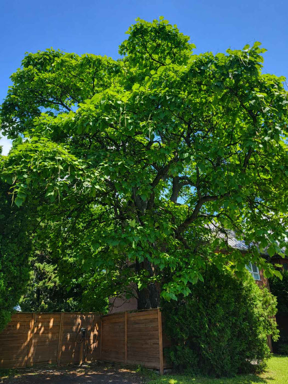 Catalpa de l Ouest mature
