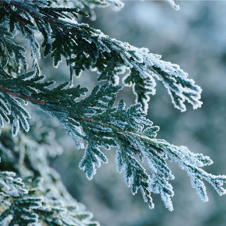 Cèdres en hiver
