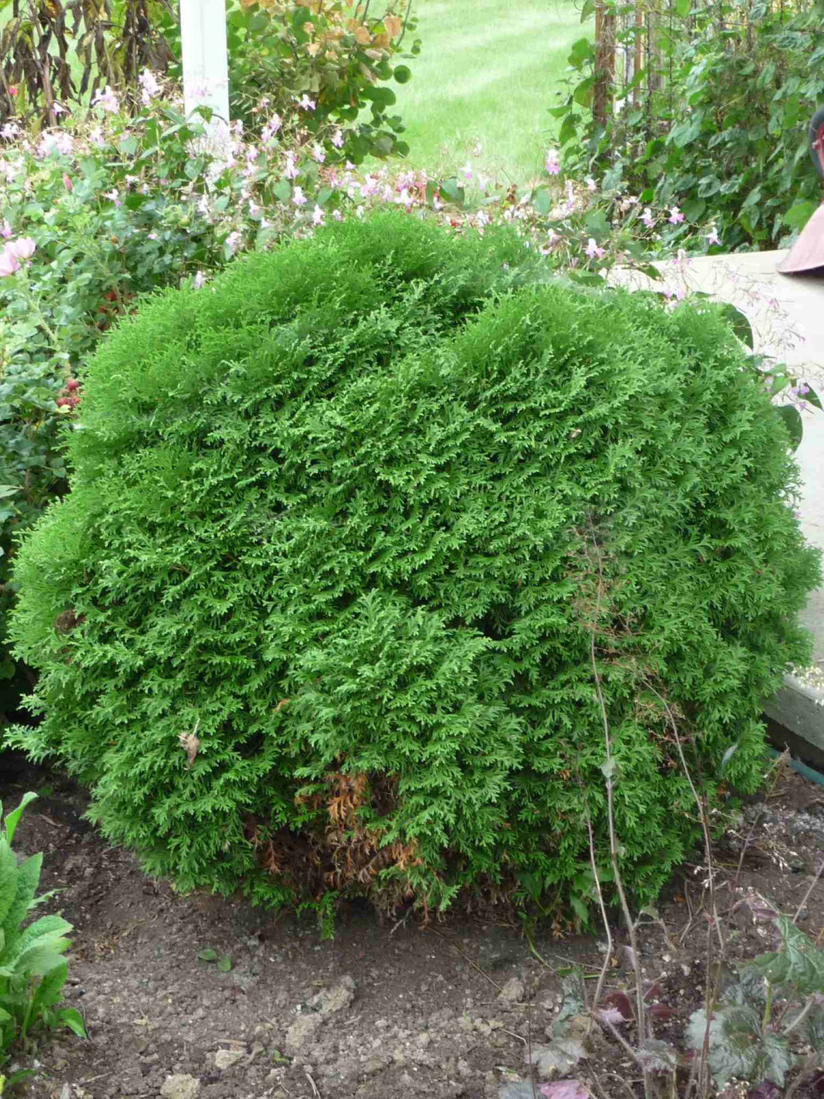 Cedre Little Giant mature