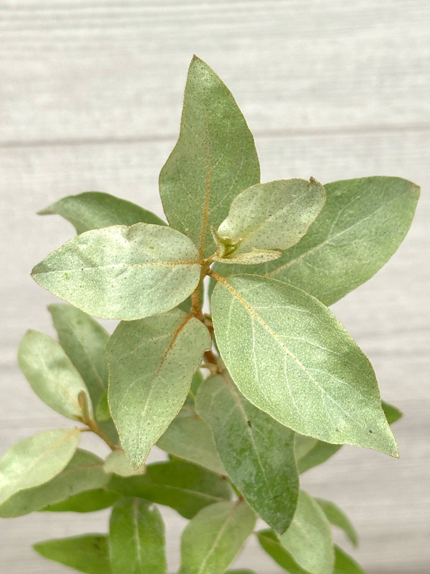 Chalef argenté ou Elaeagnus commutata