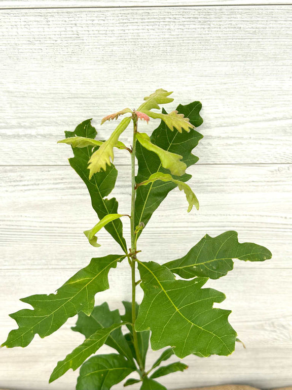 Chene blanc ou Quercus alba