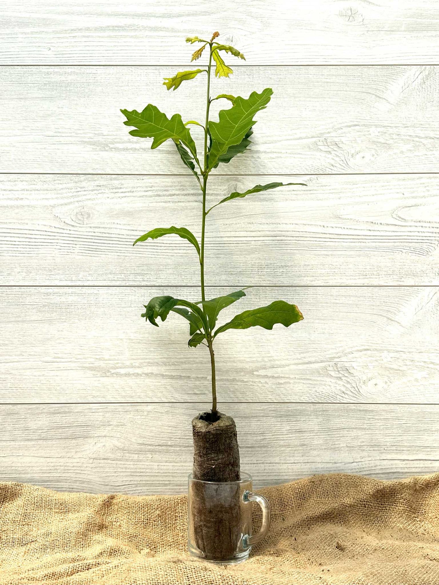 Chene blanc ou Quercus alba