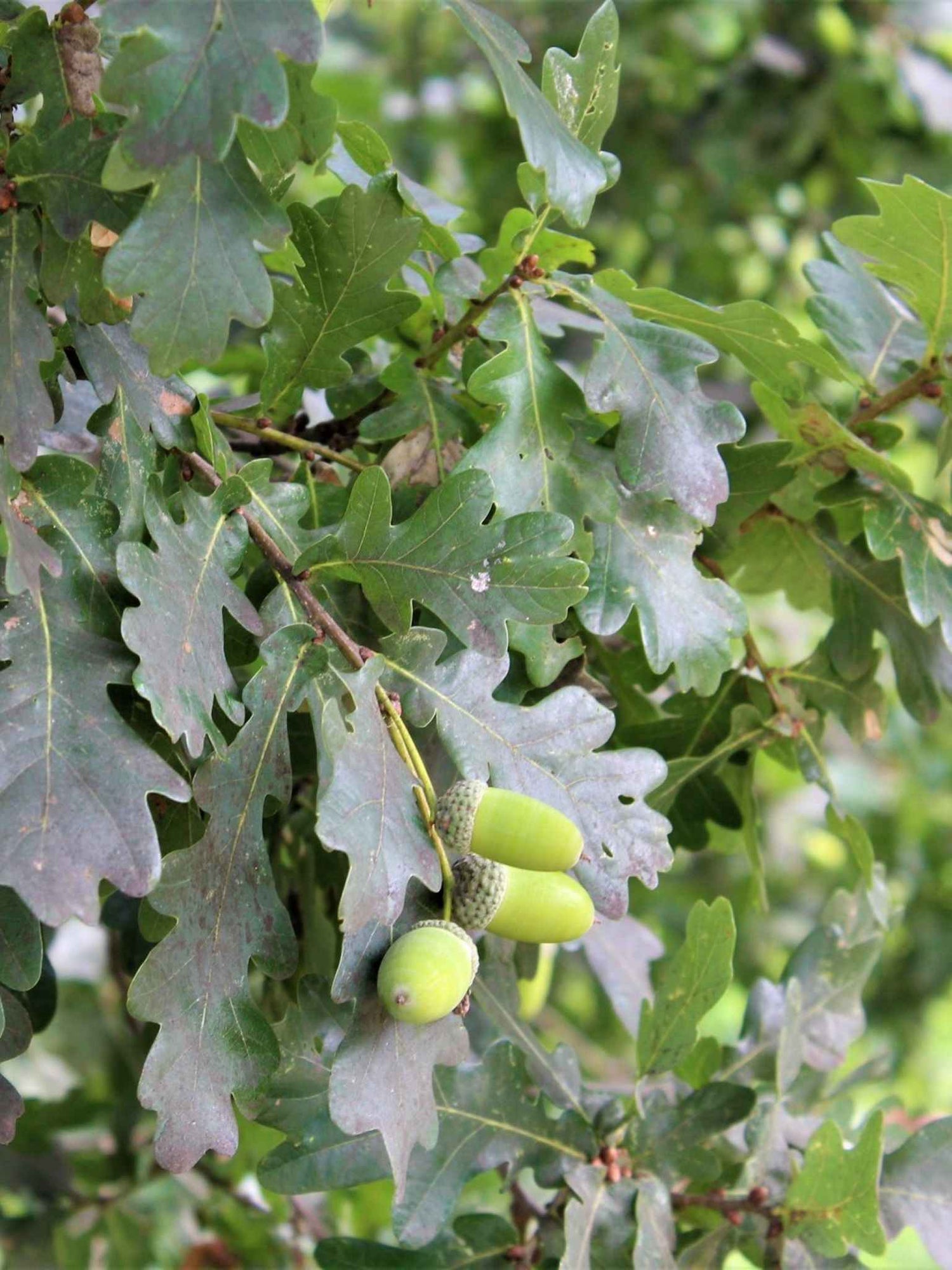 Feuilles et Noix de Chene pedoncule (Quercus robur)