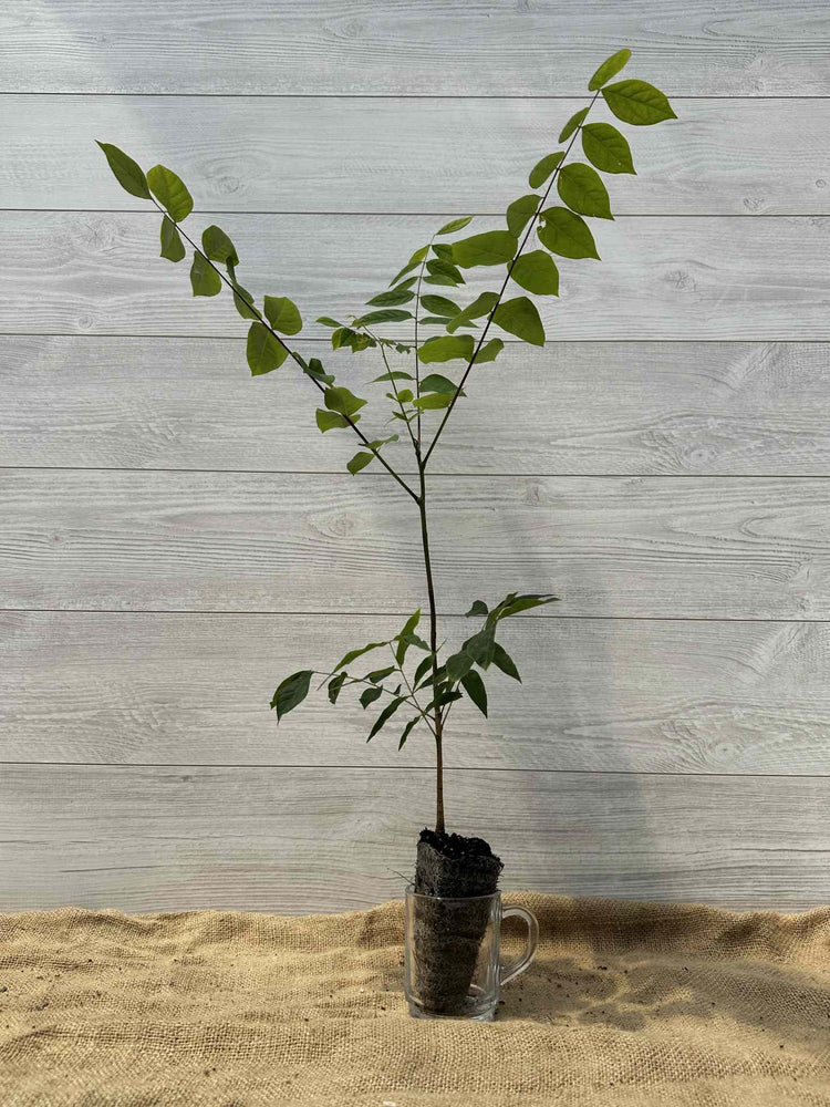 Chicot du Canada | Arbre rustique pour le Québec-tolérant sols pauvres ...