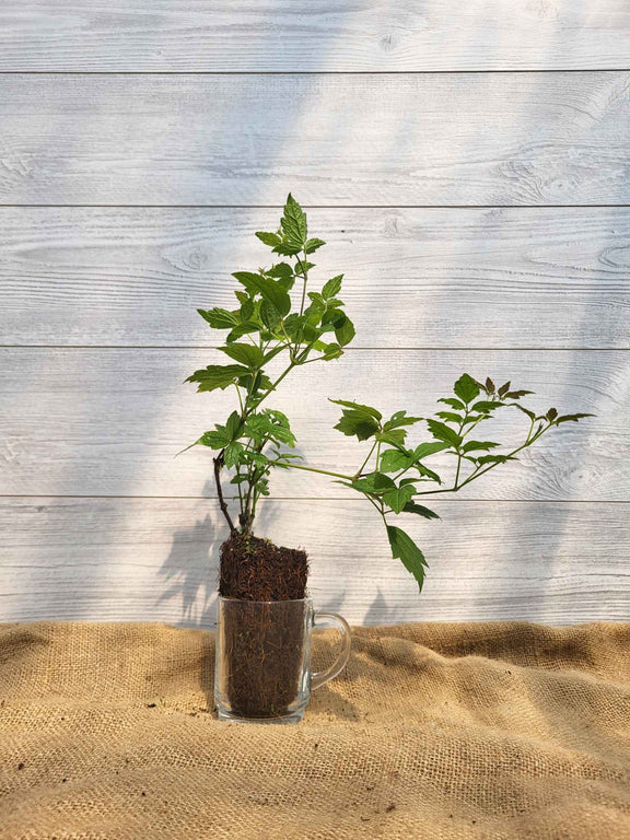 Clématite de Virginie Arbresenligne