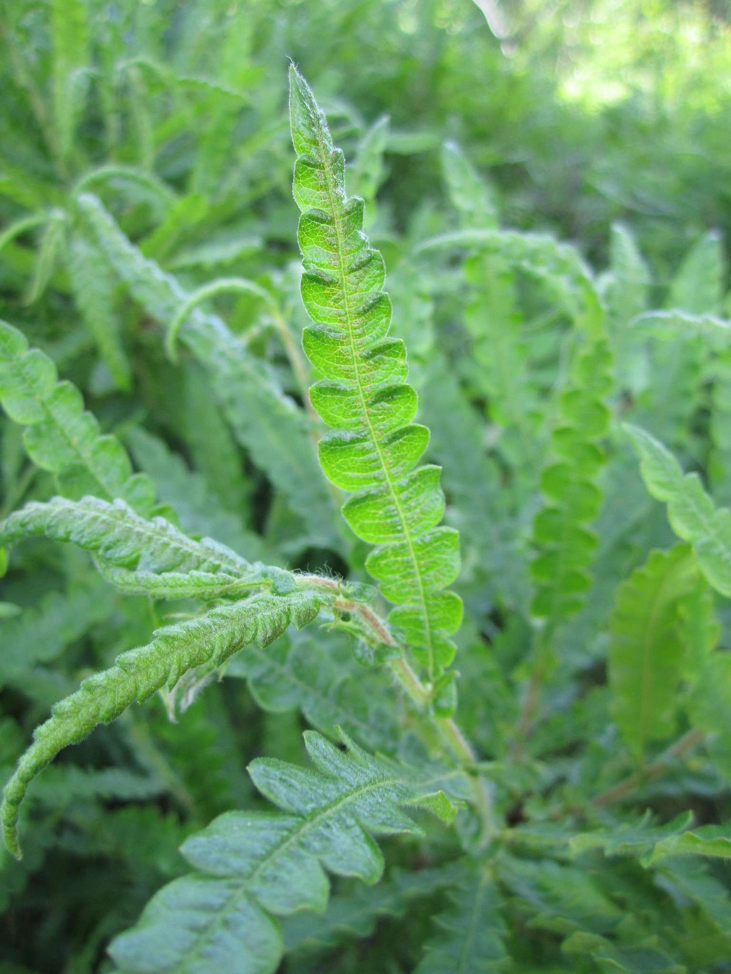 Comptonie voyageuse en milieu naturel (Comptonia peregrina)