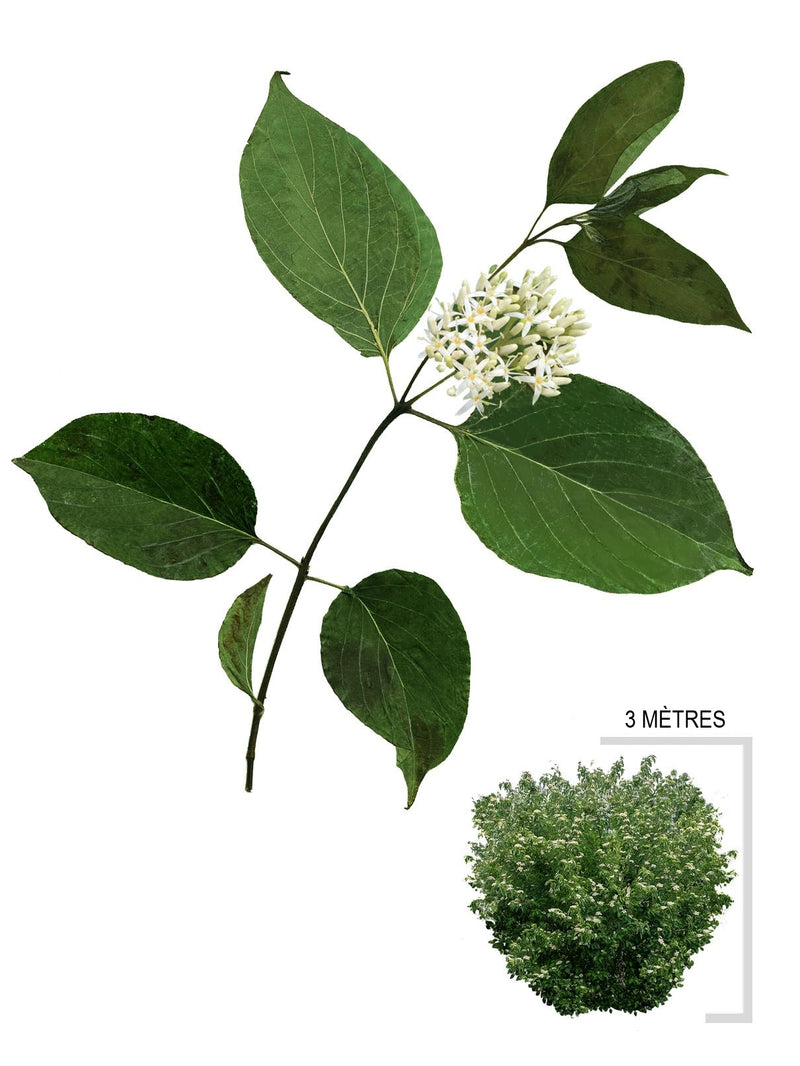 Illustration de Cornouiller à grappe