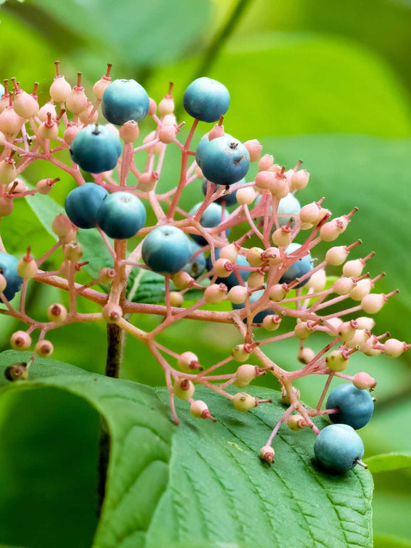 Fruits de Cornouiller rugueux (Cornus rugosa)
