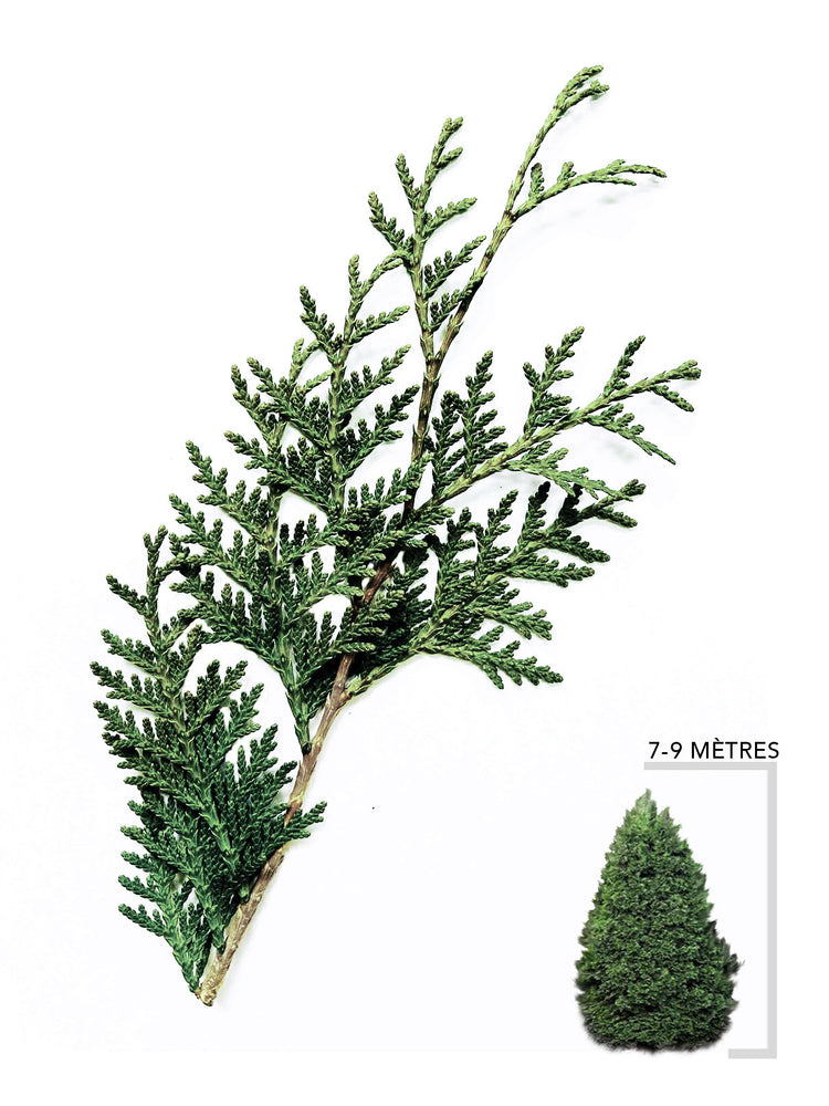 10 Feuilles De Cèdre Naturel - Copeaux Cèdre Espagnol Pour Cave à Cigares, Humidor, Parfum Bois Aromatique Durable