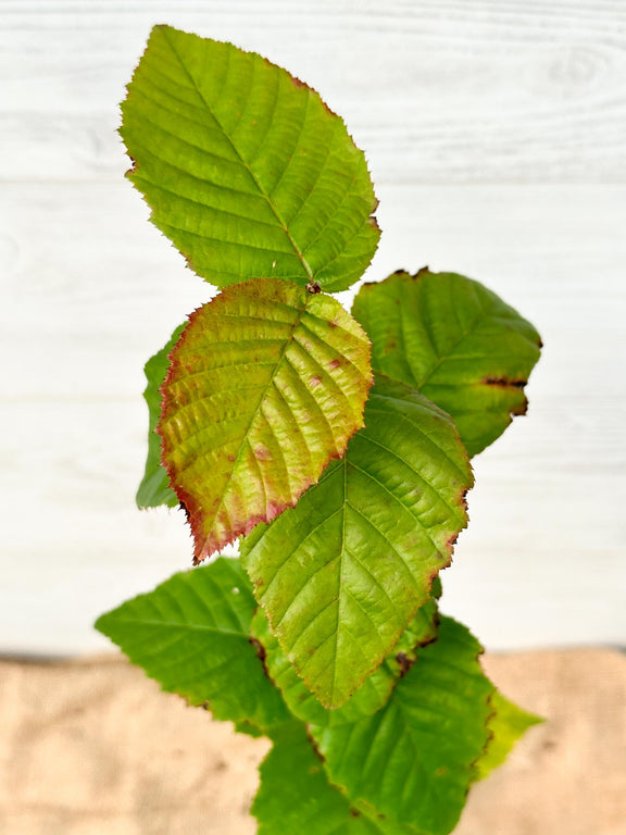 Feuilles Charme de Caroline