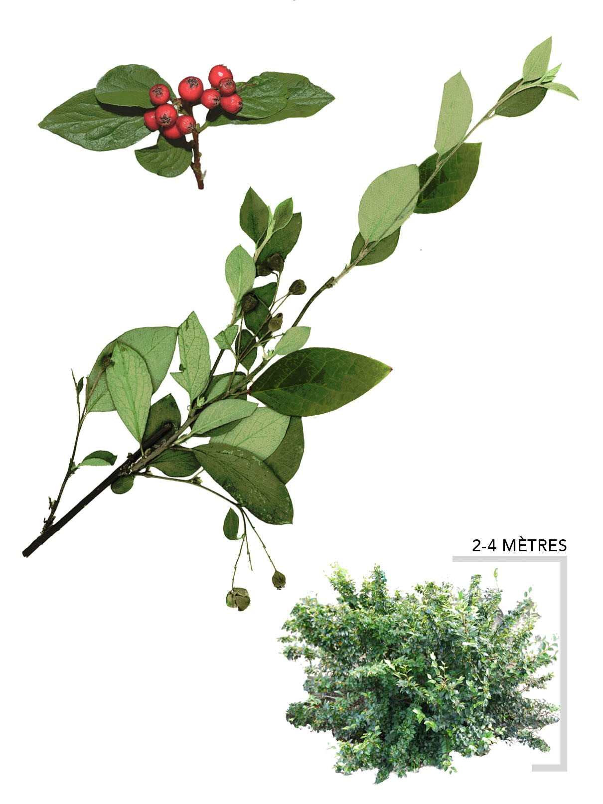 Illustration du Cotoneaster de Pékin