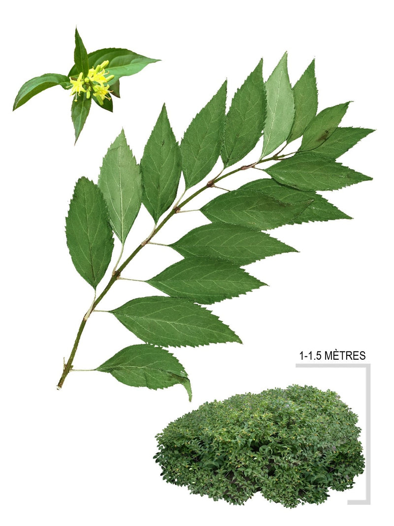 Dierville Chèvrefeuille