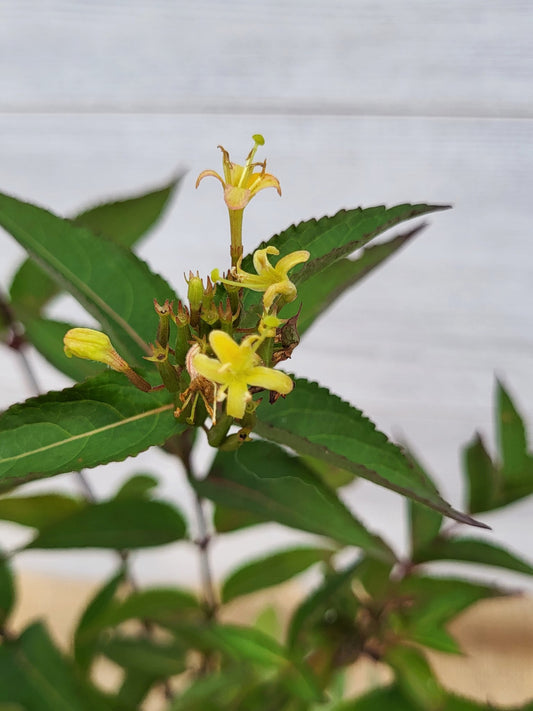 Dierville chevrefeuille ou Diervilla lonicera fleurs