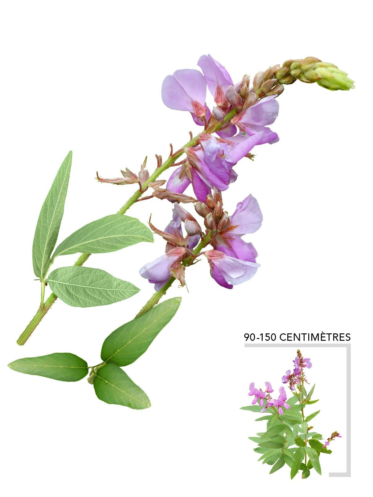 Illustration plant vivace Desmodie du Canada