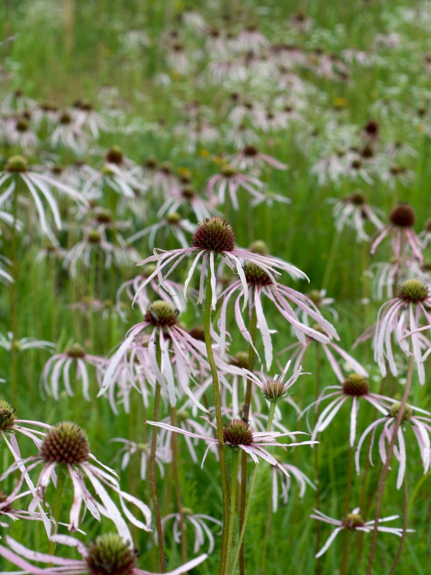 Echinacee pale ou Echinacea pallida Fleurs