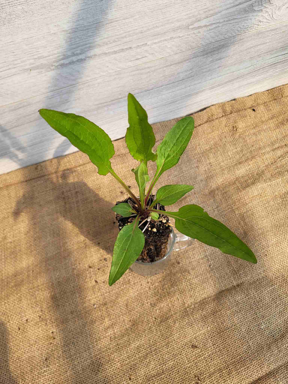 Feuillage d echinacee pourpre (Echinacea purpurea)