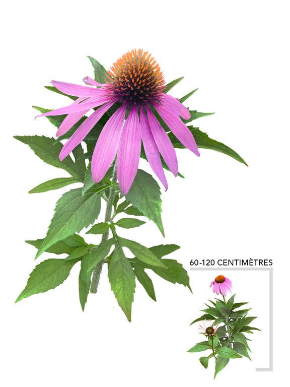 Echinacee pourpre (Echinacea_purpurea)