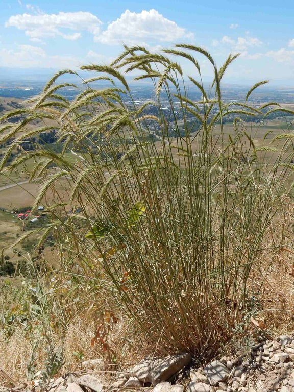 Elyme du Canada (Elymus canadensis)