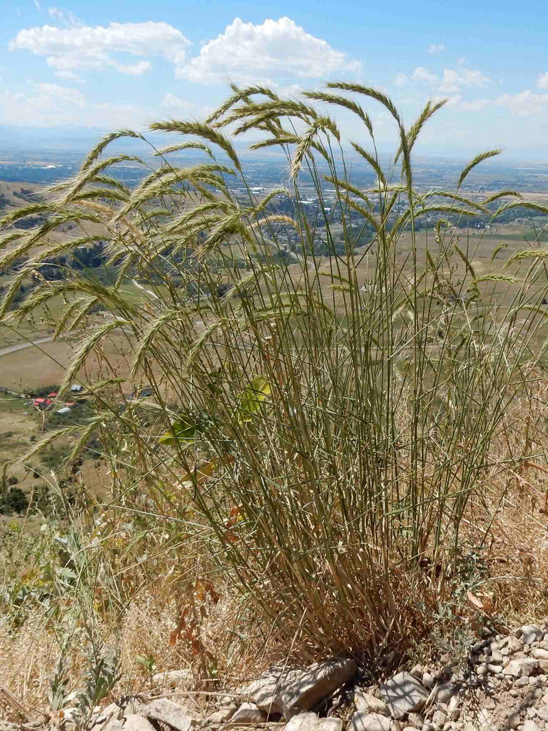 Elyme du Canada (Elymus canadensis)