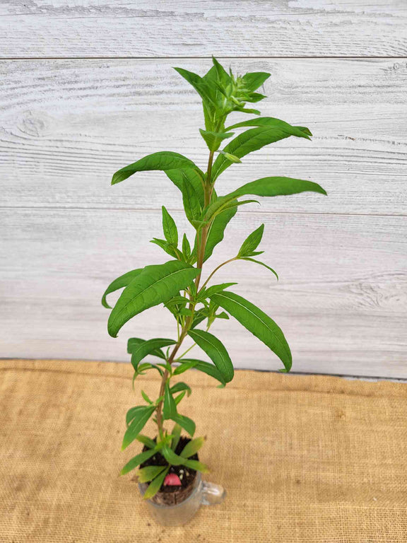 Feuillage de l Epilobe a feuilles etroites (Epilobium angustifolium)