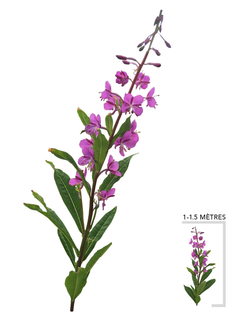 Epile a feuilles etroites (Epilobium_angustifolium)