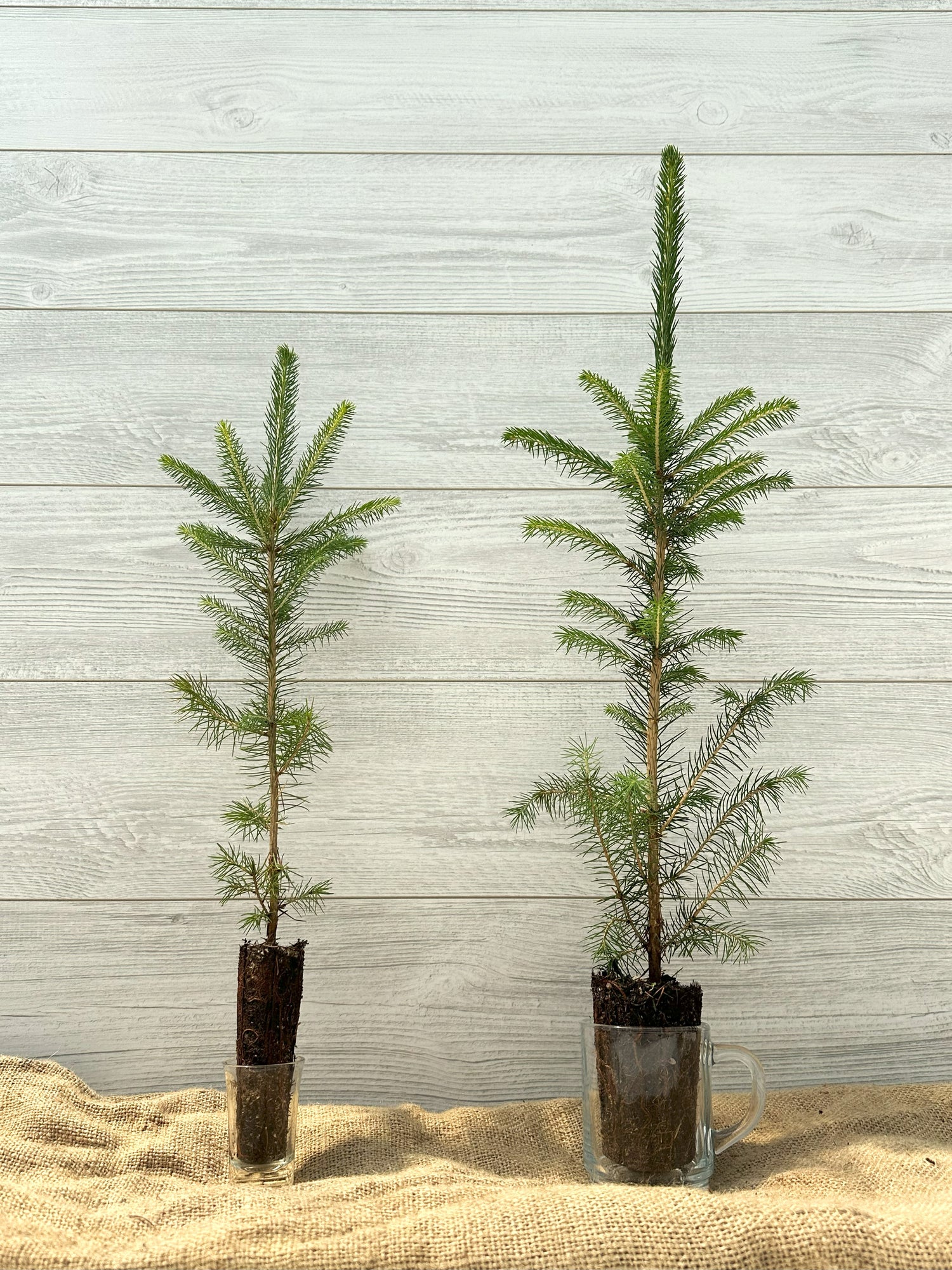 Epinette de Norvege ou Picea Abies