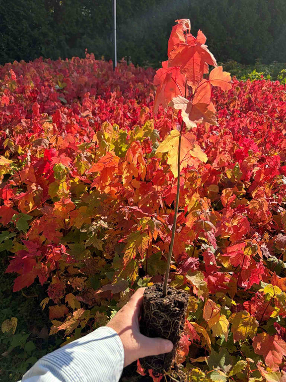 Erable rouge en automen (Acer rubrum)