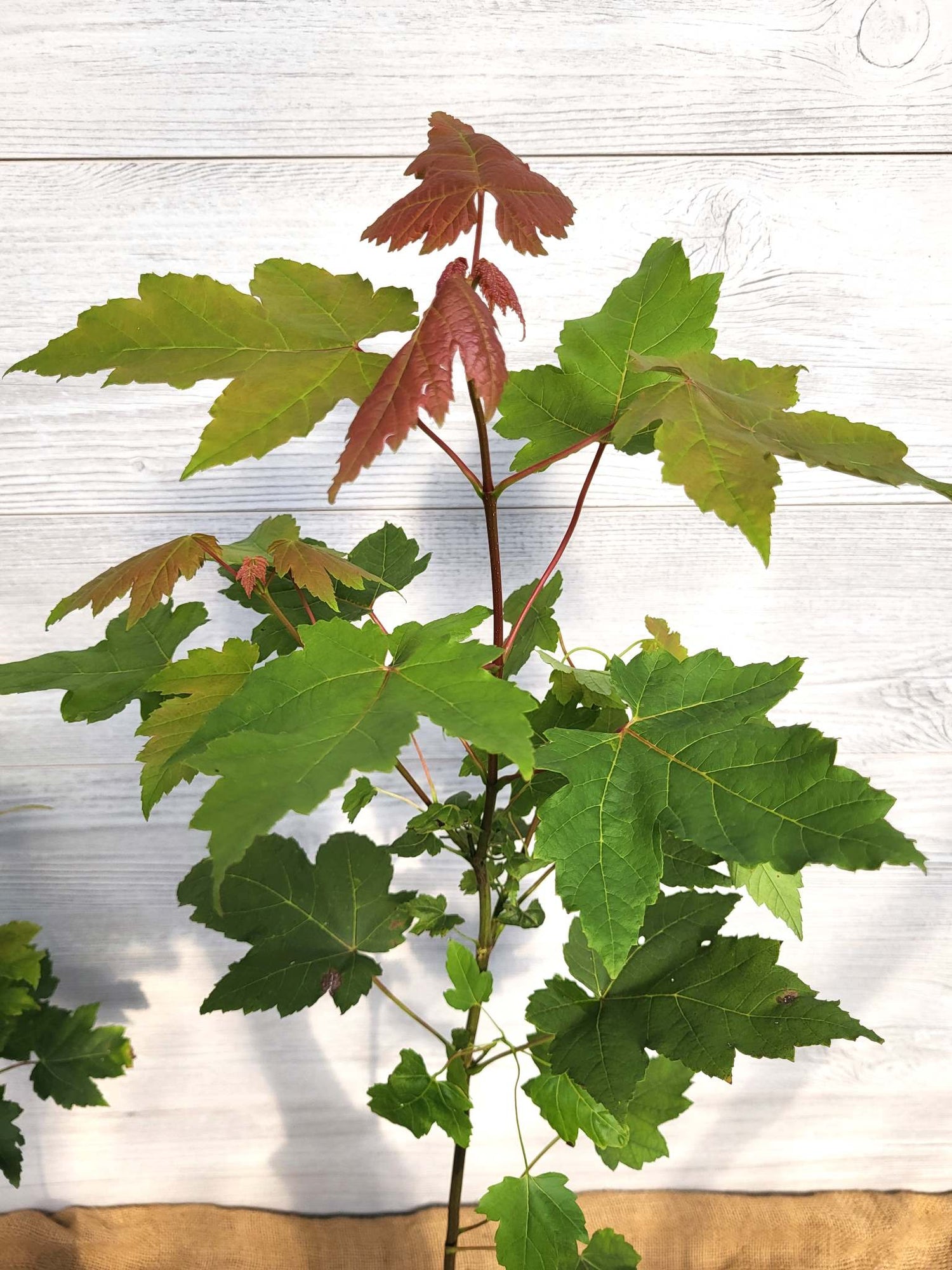 Erable rouge ou Acer rubrum Feuillage