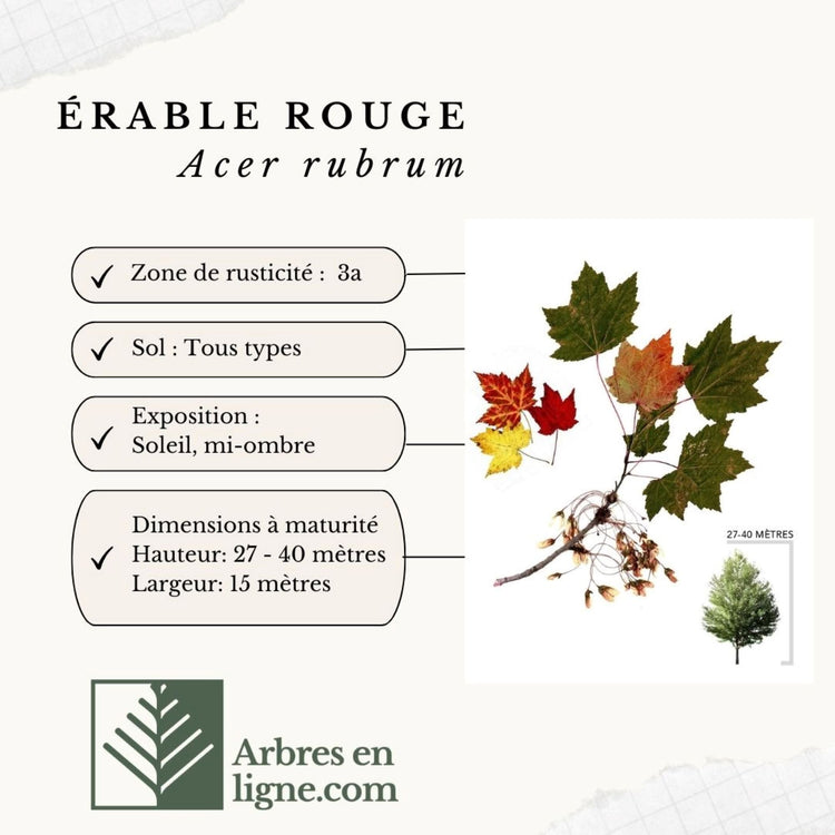 Érable Rouge, Essence Emblématique du Paysage Québécois – Arbresenligne