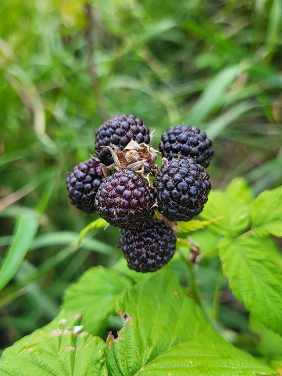 Framboisier noir ou Rubus occidentalis fruits