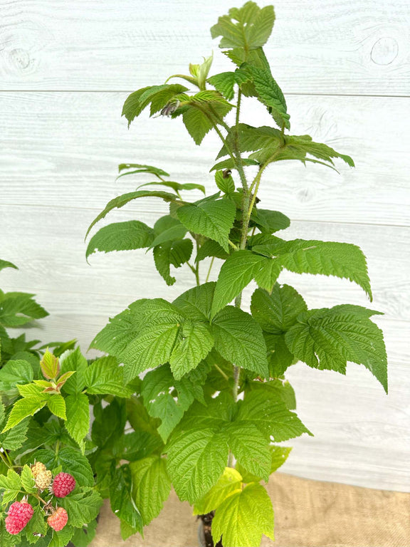 Framboisier sauvage ou Rubus idaeus feuilles