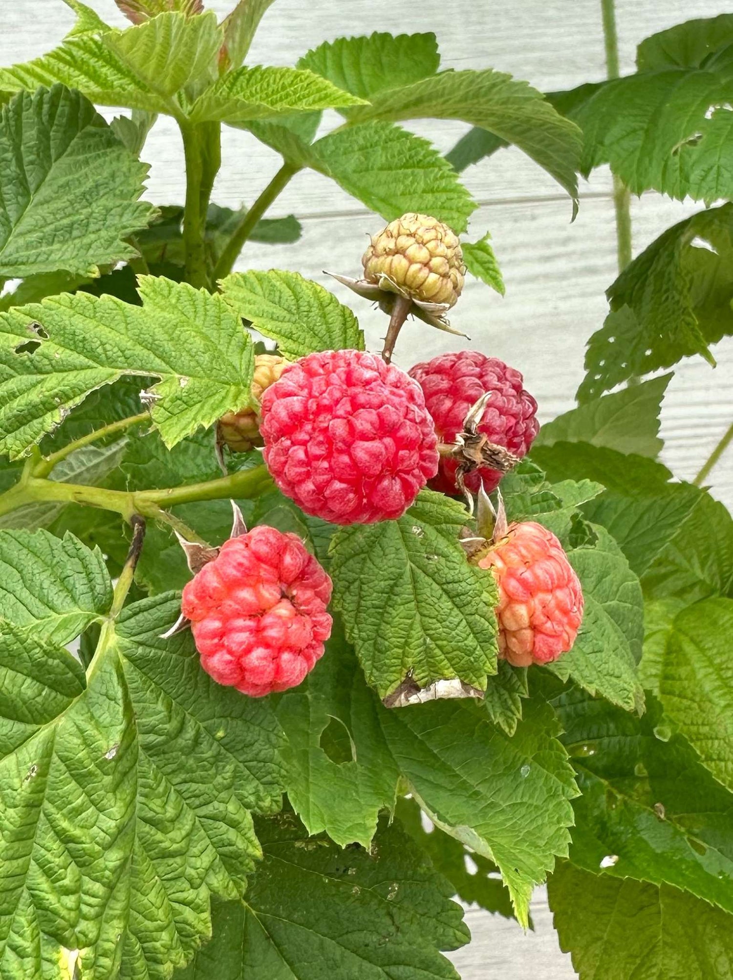 Framboisier sauvage ou Rubus idaeus fruits